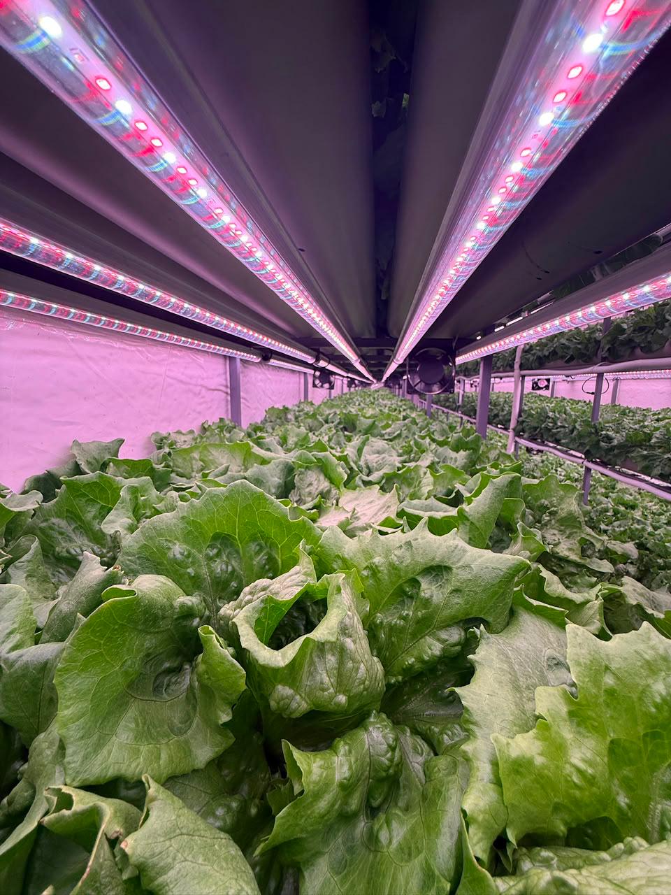 Dense canopy of mature lettuce heads ready for harvest