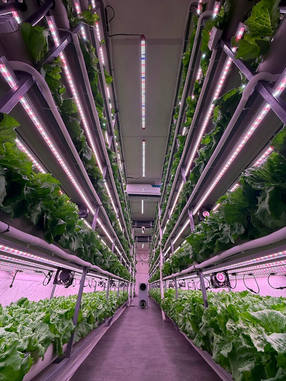 Full-height vertical grow racks of lettuce lining both sides of a sealed aisle