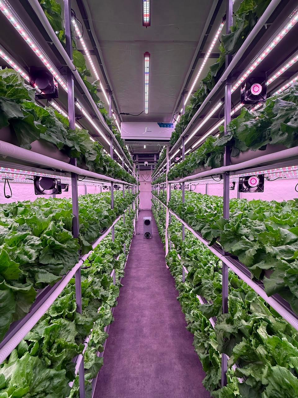 Long grow aisle with multi-tier lettuce racks, LED bars and circulation fans