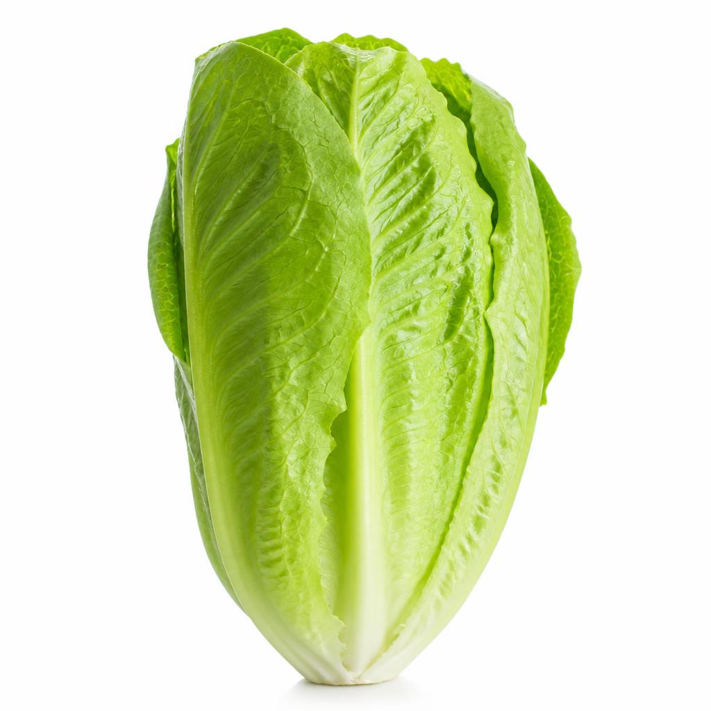 Romaine Lettuce grown hydroponically by Viverda