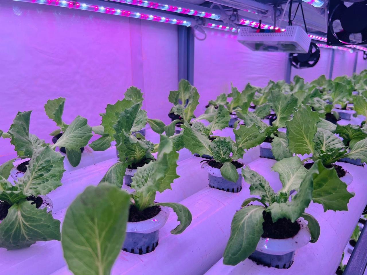 Transplanted lettuce in hydroponic channel net pots under pink LED lighting