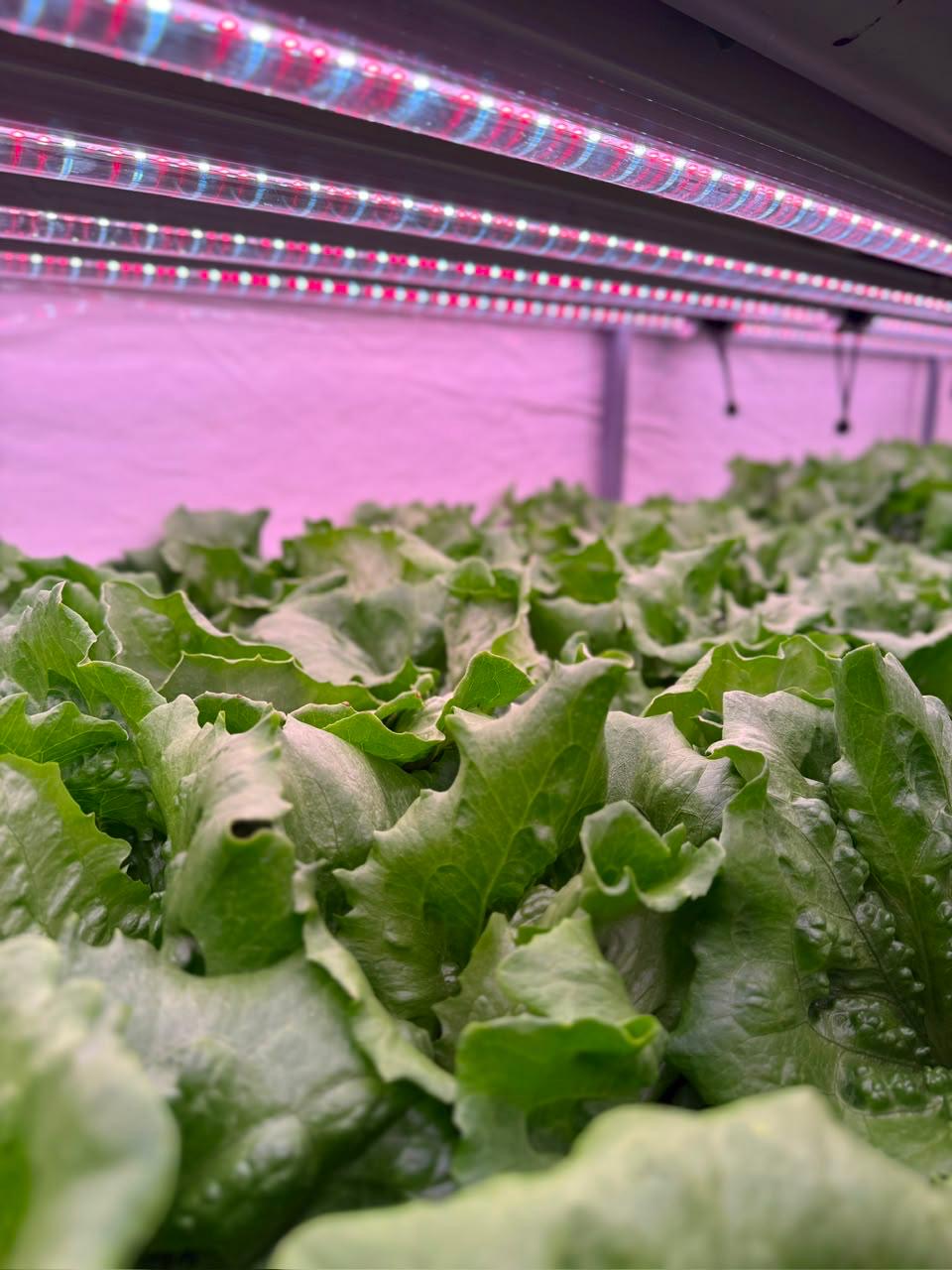 Close view of mature hydroponic lettuce heads beneath LED grow bars