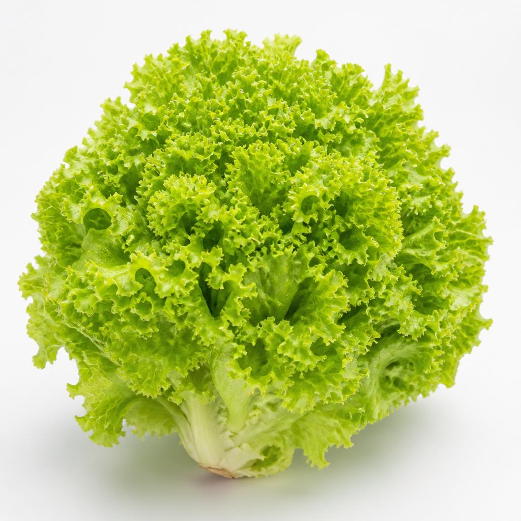 Lollo Verde grown hydroponically by Viverda