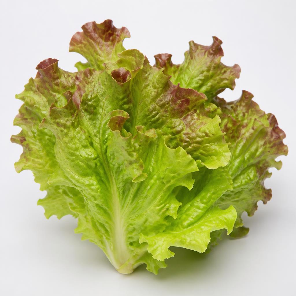 Oak Lettuce grown hydroponically by Viverda