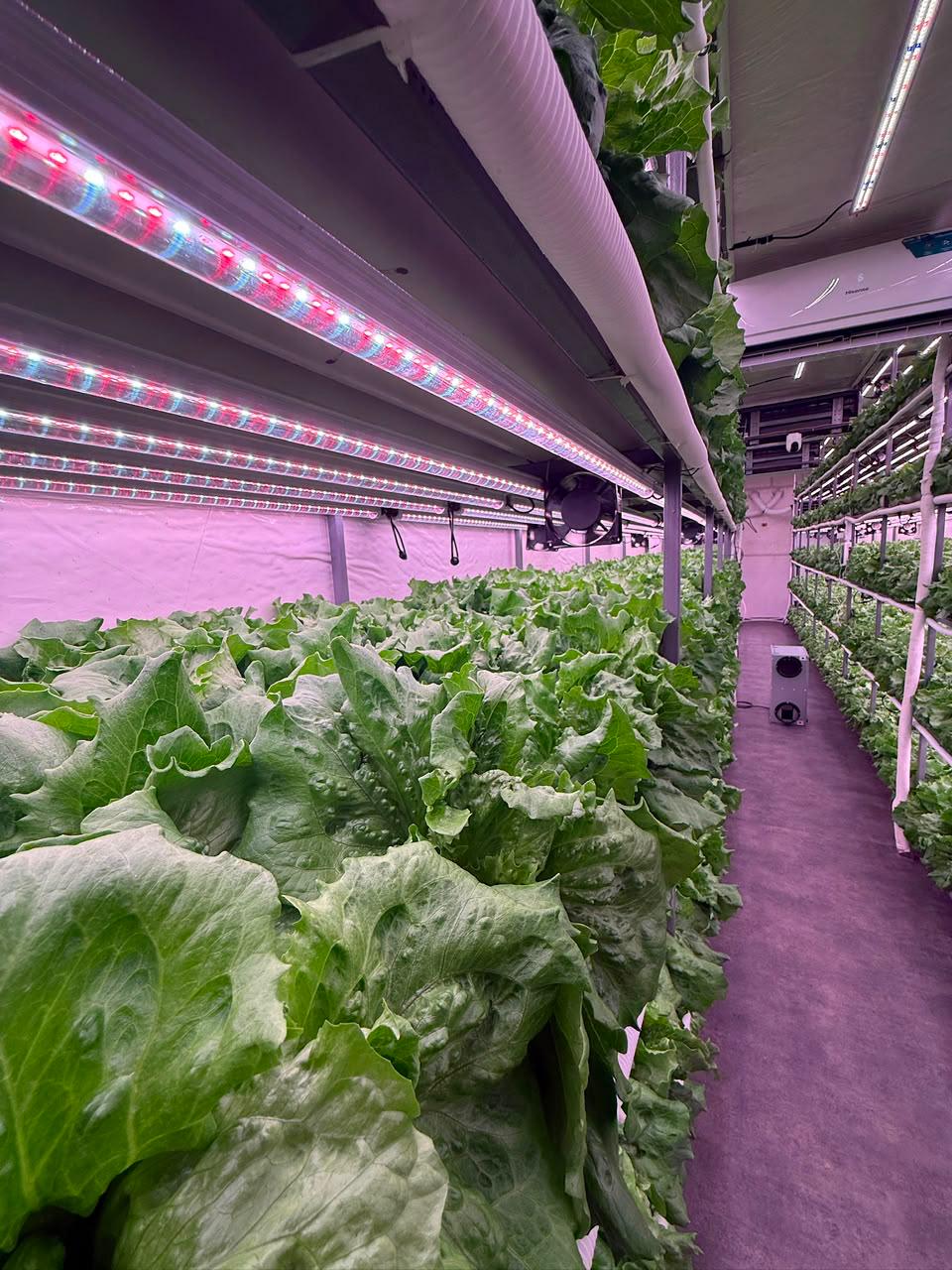 Grow racks with recirculation piping running alongside the lettuce rows