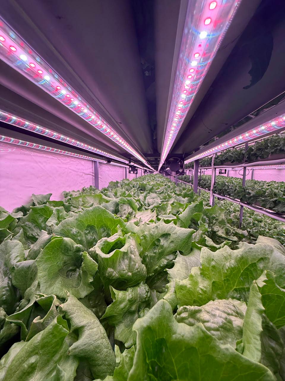 Dense canopy of hydroponic lettuce filling the grow space