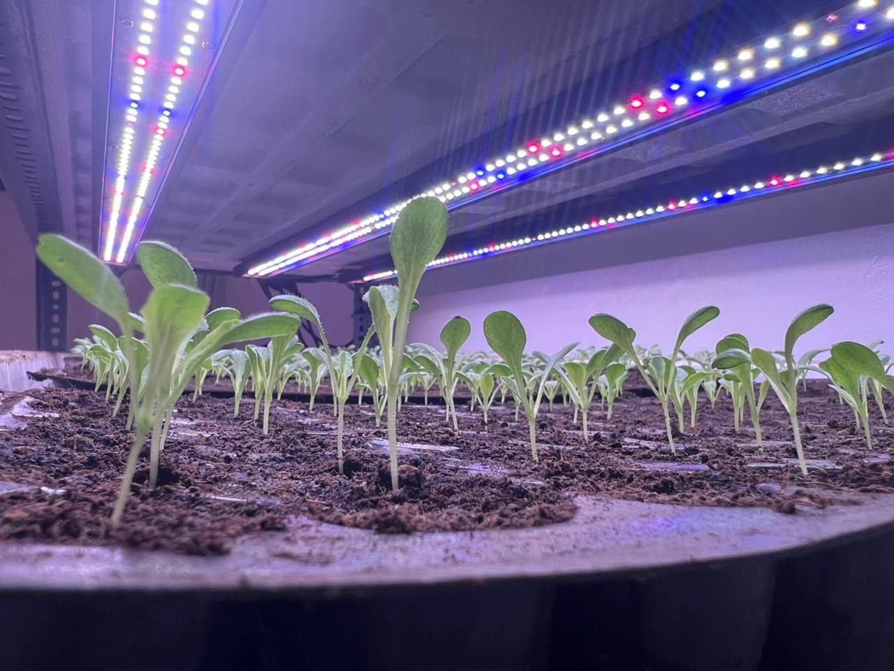 Trays of young lettuce seedlings in a clean hydroponic nursery